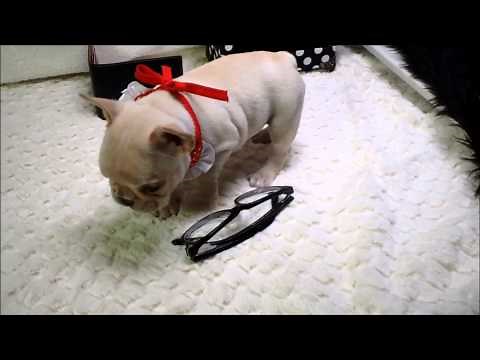 Tiffany Micro Mini French Bulldog