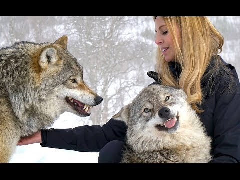 LARGE NORWEGIAN WOLVES - BITE, FIGHT & FLIGHT