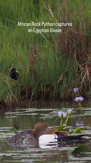 1.6K views · 2K reactions | ⚠️A 5 meter long African Rock Python lay...