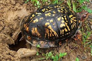 Common box turtle - Alchetron, The Free Social Encyclopedia