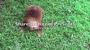 Did you know Sloths squeak?