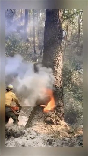Close Call! Giant Tree Felling with Chainsaw Nearly Turns Fatal