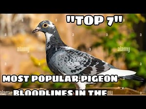 TOP 7 BEST RACING PIGEON BLOODLINES IN THE WORLD!!