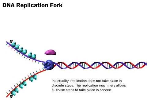 Overview of DNA Replication (Life Sciences Outreach, Harvard University)