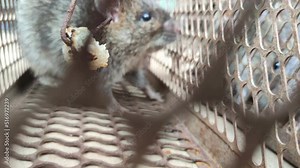 House mouse caught in live capture mouse trap.
