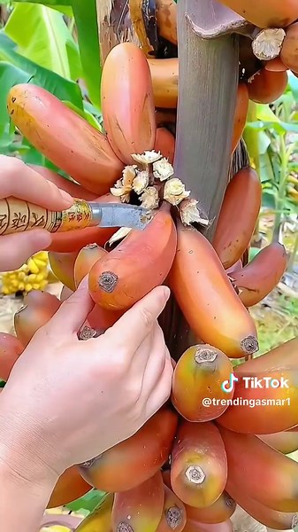 Discover Naturally Grown Organic Fruits