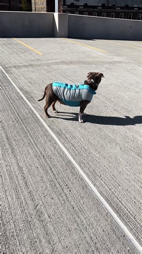 Beautiful pup   beautiful views ✅🫶🏾☀️definitely a gorgeous day 😁#viral #fyp #viralvideo #tiktokviral #beautifulday #asaprocky