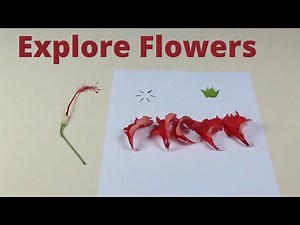 Explore Flowers | ThinkTac | DIY Science