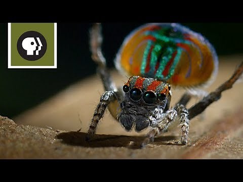 Peacock Spider Mating Dance