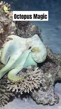 The Mind-Blowing Color-Changing Abilities of Octopuses