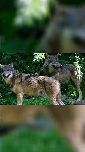 Gray Wolf - Diet and How They Organize to Hunt Larger Prey!