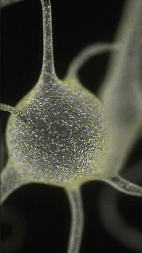 Anatomy of a neuron cell