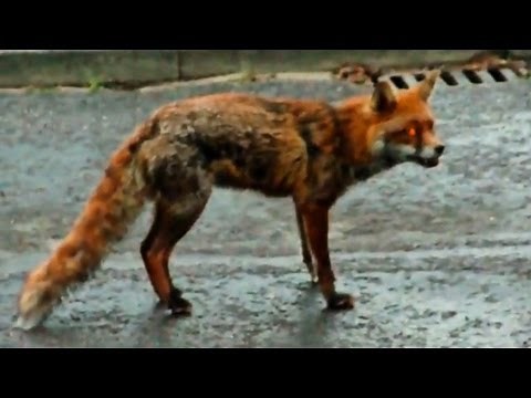 Dog saves cat from fox!