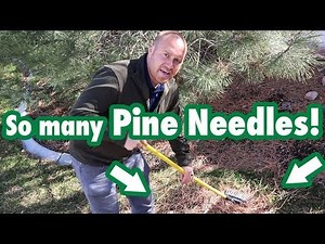 Do leaves or pine needles hurt your lawn?