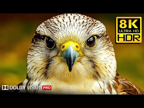 BEST OF 8K HDR Video – Dolby Vision™ ULTRA HD Display Test