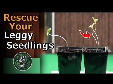FIX Long Leggy Seedlings with Complete SUCCESS!! Don't Start Over And Replant....Just Transplant!