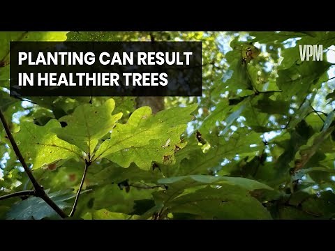 Learn How To Grow Oak Trees From Acorns and Seedlings