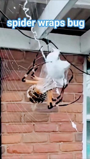 spider wraps bug