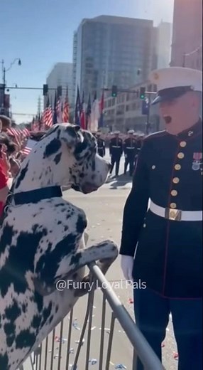 🥳🥳 “Welcome Home Hero!” Crowd Cheers As Dog Hugs Soldier！#dog