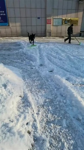 Dogs are great helpers… especially when they help themselves first 😂🐶😂 #FunnyDogs #DogCompilation #HelpfulDog #GoofyPup #DogLife