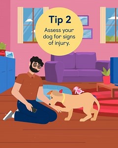 This month is Pet First Aid Awareness Month! It’s important to know what to do in an emergency, if your dog becomes injured or unwell. Your registered vet will often have a dedicated out-of-hours clinic, so it’s good to know where they’re located and how to contact them should an emergency arise. 💙 Find out more top tips about first aid for your dog in our video - https://bit.ly/43JFbhV [Visual description: animation shows a man kneeling in a living room setting with his dog in front of him. He
