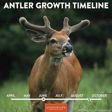 Whitetail Deer Antler Growth Timeline