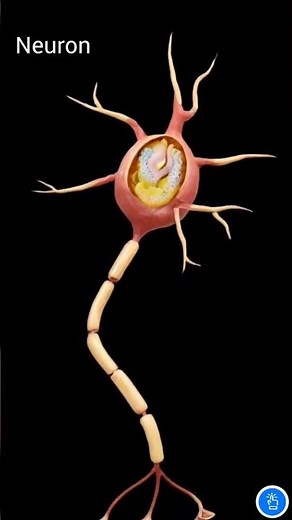 Neuron | Nerve Cell Animation | KVS PGT BIOLOGY