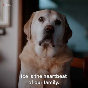 169K views · 1.6K reactions | It's been two years since the documentary Dogs was released — catch up with one of the perfect puppers to see how he's doing today! | Netflix | Facebook