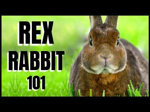 Rex Rabbit 101: All You Need To Know