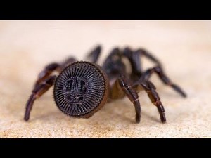 Wrap-Around Spider and 10 More Creepy Natural Phenomena You Might Not Have Seen Before