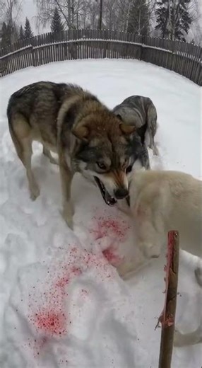 Terrifying Wolf Attack on Man – Heroic Wolfhounds Save His Life! 😱🐺