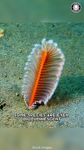 846K views · 27K reactions | Sea Pen  Alien-Like Creatures Of The Ocean Floor! | 1 Minute Animals Exploring the mysterious depths, Sea Pens emerge as alien-like beings of the ocean floor, fascinating and enigmatic in their appearance and behavior. #SeaPen #OceanAliens #DeepSeaLife #MarineMysteries #UnderwaterWonders | 1 Minute Animals | Facebook