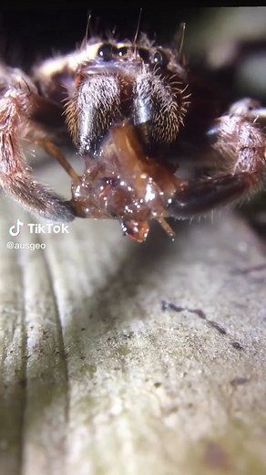 Meet the Huntsman Spider: A Fascinating Australian Arachnid