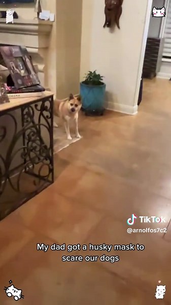 Scaring My Dog with a Funny Mask