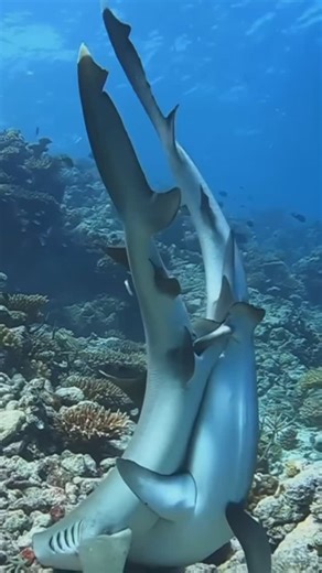 OneOceanEducation #savesharks on Instagram: "We may pretend it doesn’t happen, but parents (and sharks) engage in intimacy too! One of the ways to differentiate between male and female sharks is their external genitalia. Males have two appendages, called claspers, found on the underside; attached to their pelvic fins. When mating, the claspers are inserted into a female’s cloaca, releasing sperm and fertilizing her eggs. Now let’s give these love birds some privacy, shall we? 🎥 @islandscubamald