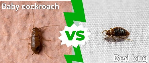 Baby Cockroach Vs Bed Bug: What Are the Differences?