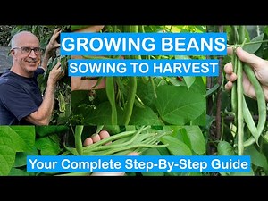GROWING BEANS MASTERCLASS – STEP-BY-STEP GUIDE – CLIMBING BEANS SOWING TO HARVEST