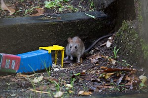 Rats in the Garden - Identification, Treatment & Prevention Methods