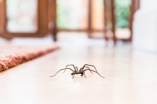 What Experts Want You to Know About the Common House Spider
