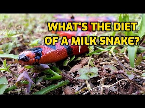 What's The Diet Of A Milk Snake?