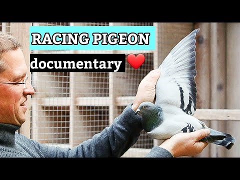 PIPA: Shaping the Racing Pigeon World | Extensive Documentary .