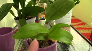 How to Get Rid of Red Spider Mites (Proven DIY Remedies) | BugWiz