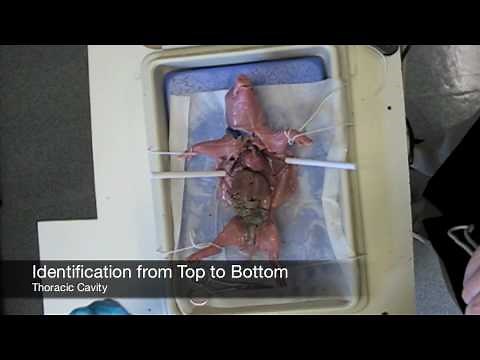 Fetal Pig Dissection