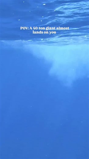 Whales Nation on Instagram: "Humpback whales breach for many reasons, including communication, play, and removing parasites. Seeing one breach from the water is an extremely rare perspective, offering a stunning look at just how powerful and unpredictable they can be. 📽️ Benjamin Eme & @mekanphotography Via @gopro"