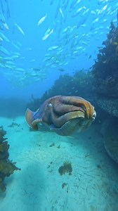 Amazing cuttlefish 🎥: @dave_dives https://www.instagram.com/dave_dives/ | Diving Specials Shop