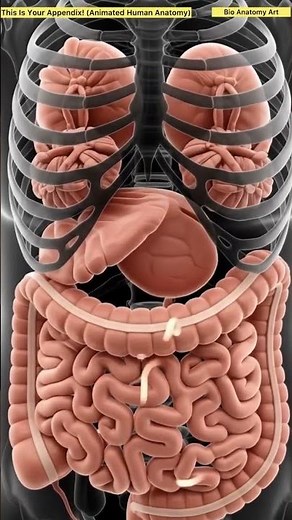This Is Your Appendix! (Animated Human Anatomy) | Bio Anatomy Art | Gut Health