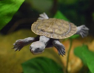 Murray River Short Neck Turtle (Hatchling)