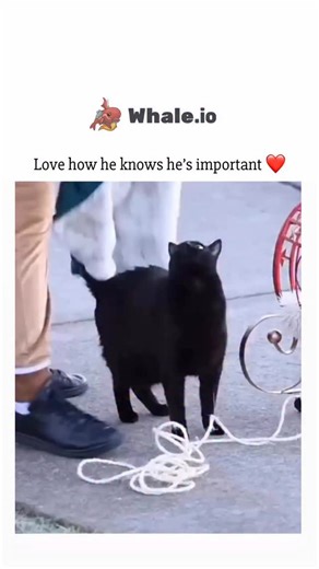 CURSED on Instagram: "The video shows a black cat with white fur around its neck being dressed in a green cape and then placed into a red sleigh decorated with gold stars and tinsel. The person handling the cat appears to be setting up a festive scene, possibly for a photo opportunity. Throughout the process, the cat remains calm and does not show any signs of distress, indicating it is either well-trained or accustomed to such activities. The sequence is carefully executed, from dressing the ca