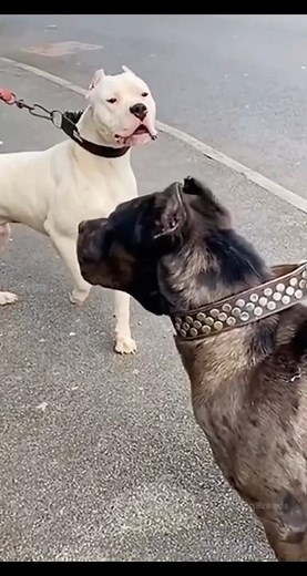 Cane Corso vs Dogo Argentino – The Ultimate Guard Dog Battle!