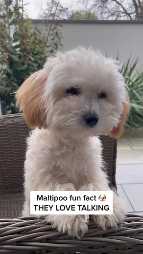 Maltipoo Dog Breed: The Talkative Companion